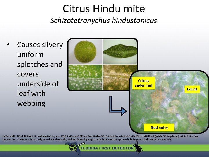 Citrus Hindu mite Schizotetranychus hindustanicus • Causes silvery uniform splotches and covers underside of Citrus Hindu mite Schizotetranychus hindustanicus • Causes silvery uniform splotches and covers underside of