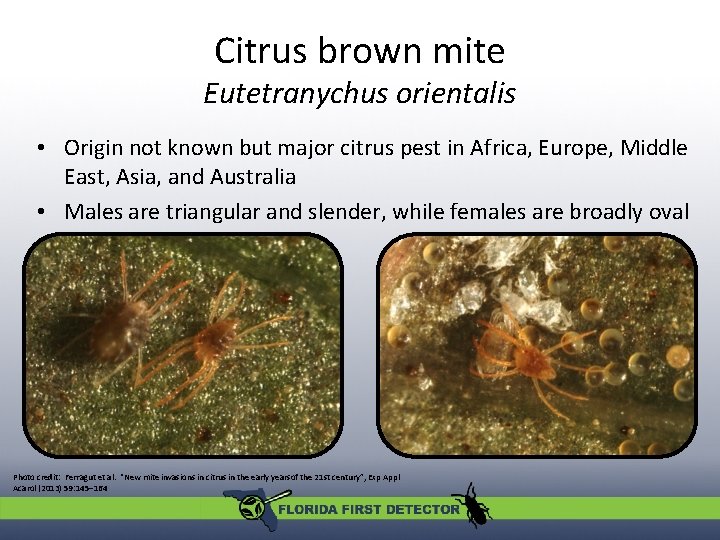 Citrus brown mite Eutetranychus orientalis • Origin not known but major citrus pest in Citrus brown mite Eutetranychus orientalis • Origin not known but major citrus pest in