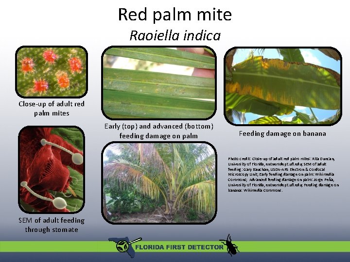 Red palm mite Raoiella indica Close-up of adult red palm mites Early (top) and Red palm mite Raoiella indica Close-up of adult red palm mites Early (top) and