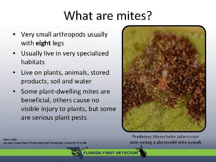 What are mites? • Very small arthropods usually with eight legs • Usually live What are mites? • Very small arthropods usually with eight legs • Usually live