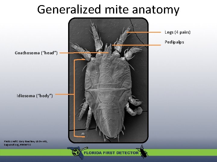 Generalized mite anatomy Legs (4 pairs) Pedipalps Gnathosoma (“head”) Idiosoma (“body”) Photo credit: Gary Generalized mite anatomy Legs (4 pairs) Pedipalps Gnathosoma (“head”) Idiosoma (“body”) Photo credit: Gary