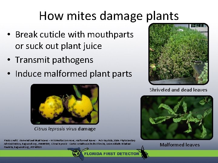 How mites damage plants • Break cuticle with mouthparts or suck out plant juice How mites damage plants • Break cuticle with mouthparts or suck out plant juice