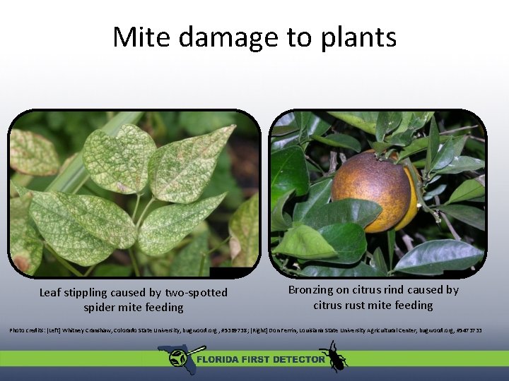 Mite damage to plants Leaf stippling caused by two-spotted spider mite feeding Bronzing on Mite damage to plants Leaf stippling caused by two-spotted spider mite feeding Bronzing on