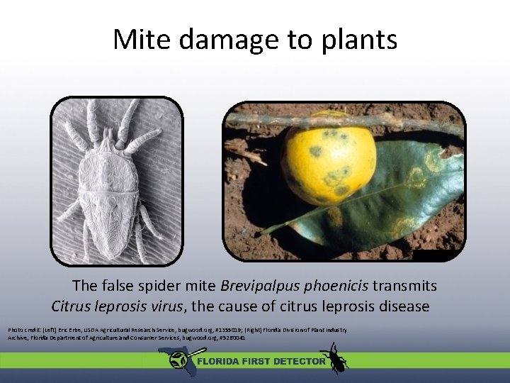 Mite damage to plants The false spider mite Brevipalpus phoenicis transmits Citrus leprosis virus, Mite damage to plants The false spider mite Brevipalpus phoenicis transmits Citrus leprosis virus,