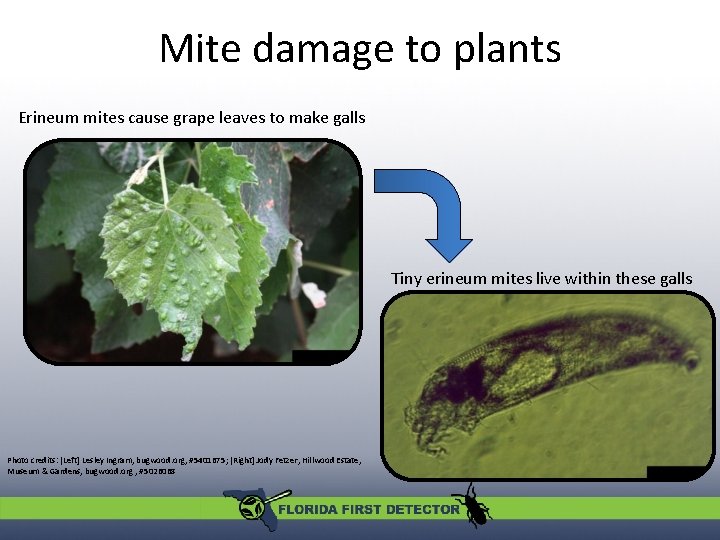 Mite damage to plants Erineum mites cause grape leaves to make galls Tiny erineum Mite damage to plants Erineum mites cause grape leaves to make galls Tiny erineum