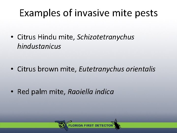 Examples of invasive mite pests • Citrus Hindu mite, Schizotetranychus hindustanicus • Citrus brown Examples of invasive mite pests • Citrus Hindu mite, Schizotetranychus hindustanicus • Citrus brown