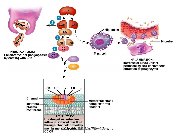 Chapter 22 The Lymphatic System and Immunity Copyright