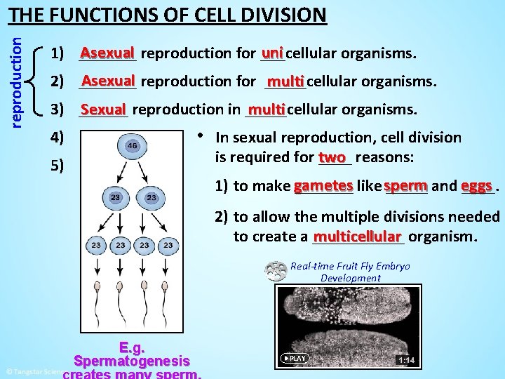 reproduction THE FUNCTIONS OF CELL DIVISION Asexual reproduction for ___cellular uni 1) _______ organisms.