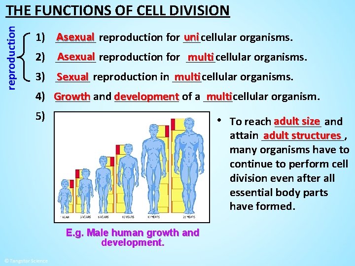 reproduction THE FUNCTIONS OF CELL DIVISION Asexual reproduction for ___cellular uni 1) _______ organisms.