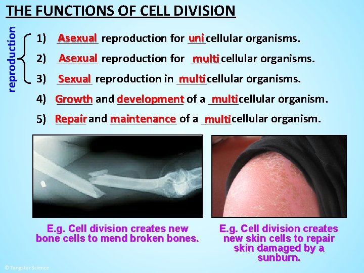 reproduction THE FUNCTIONS OF CELL DIVISION Asexual reproduction for ___cellular uni 1) _______ organisms.