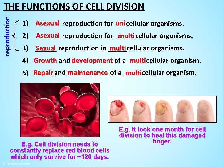 reproduction THE FUNCTIONS OF CELL DIVISION Asexual reproduction for ___cellular uni 1) _______ organisms.