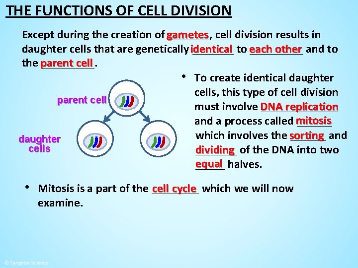 THE FUNCTIONS OF CELL DIVISION Except during the creation of gametes _______, cell division