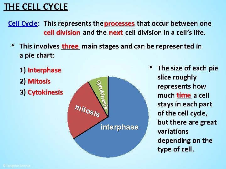 THE CELL CYCLE Cell Cycle: This represents the processes ____ that occur between one