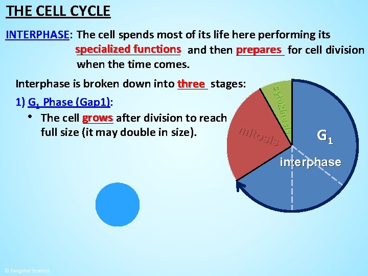 THE CELL CYCLE INTERPHASE: The cell spends most of its life here performing its