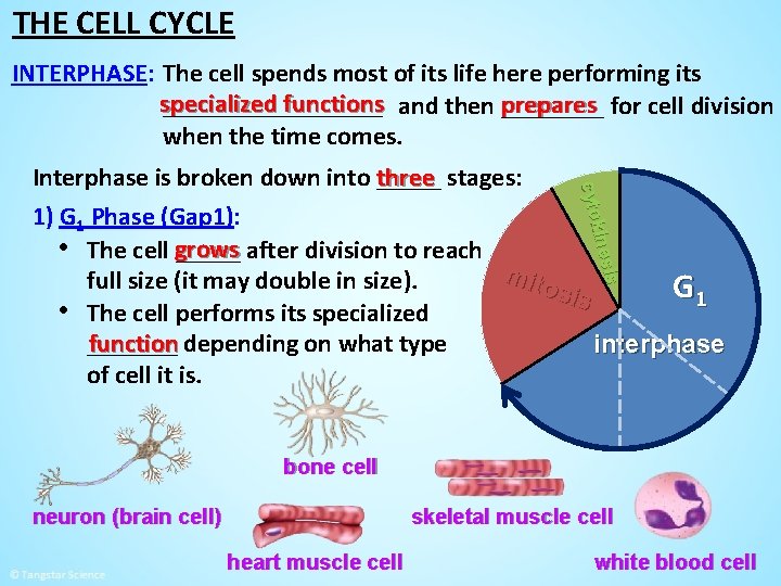 THE CELL CYCLE INTERPHASE: The cell spends most of its life here performing its