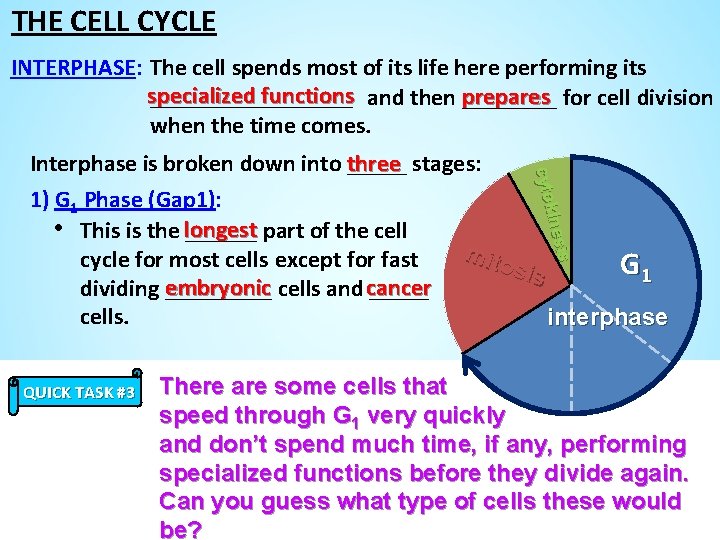 THE CELL CYCLE INTERPHASE: The cell spends most of its life here performing its