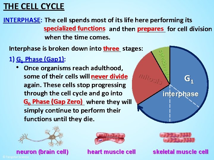 THE CELL CYCLE INTERPHASE: The cell spends most of its life here performing its