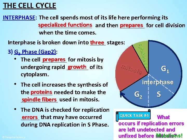 THE CELL CYCLE INTERPHASE: The cell spends most of its life here performing its