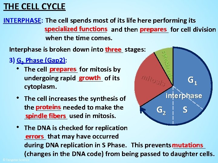 THE CELL CYCLE INTERPHASE: The cell spends most of its life here performing its