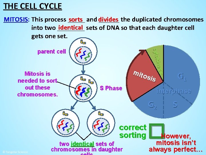 THE CELL CYCLE sorts and divides ______ the duplicated chromosomes MITOSIS: This process _____