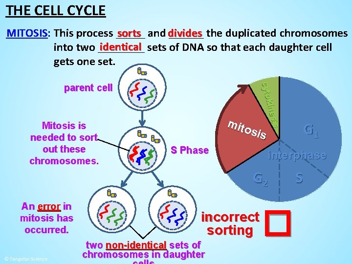 THE CELL CYCLE sorts and divides ______ the duplicated chromosomes MITOSIS: This process _____