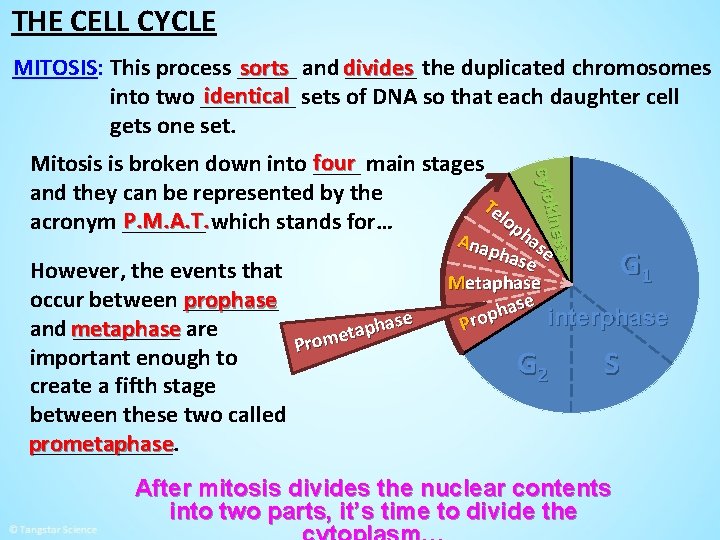 THE CELL CYCLE sorts and divides ______ the duplicated chromosomes MITOSIS: This process _____