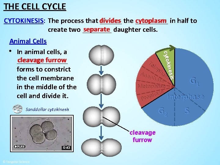 THE CELL CYCLE cytoplasm in half to CYTOKINESIS: The process that divides ______ the