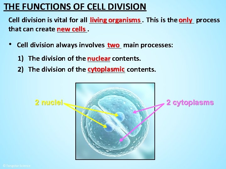 THE FUNCTIONS OF CELL DIVISION living organisms This is the only Cell division is