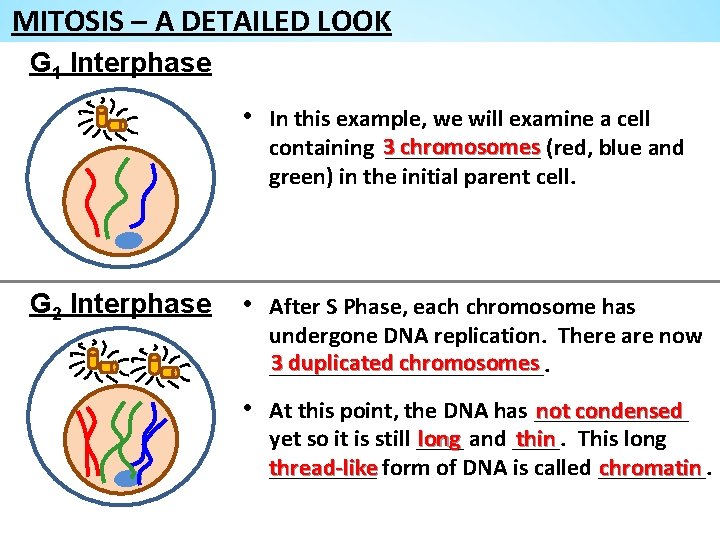 MITOSIS – A DETAILED LOOK G 1 Interphase • In this example, we will