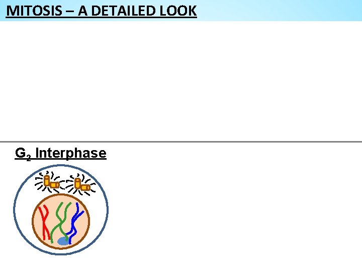 MITOSIS – A DETAILED LOOK G 2 Interphase 