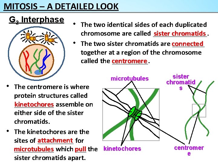 MITOSIS – A DETAILED LOOK G 2 Interphase • The two identical sides of