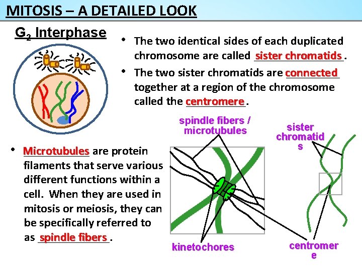 MITOSIS – A DETAILED LOOK G 2 Interphase • The two identical sides of