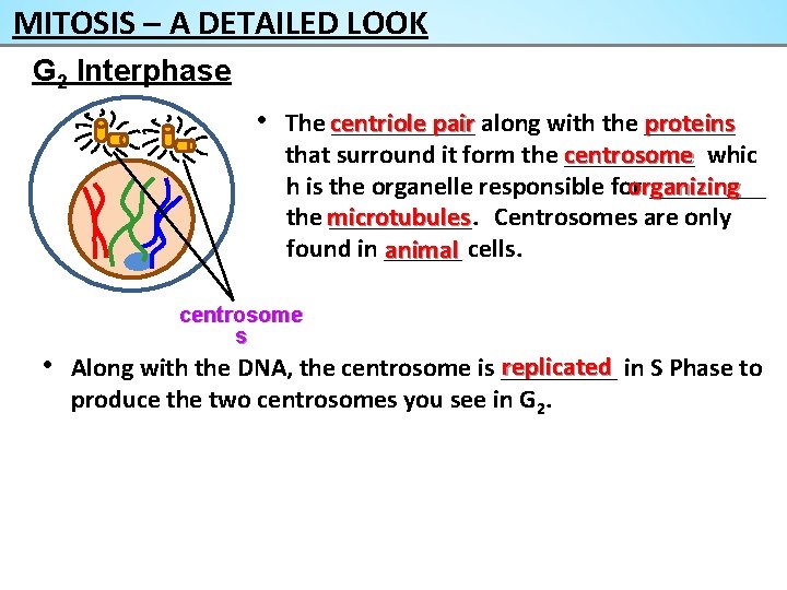 MITOSIS – A DETAILED LOOK G 2 Interphase • The centriole ______ pair along