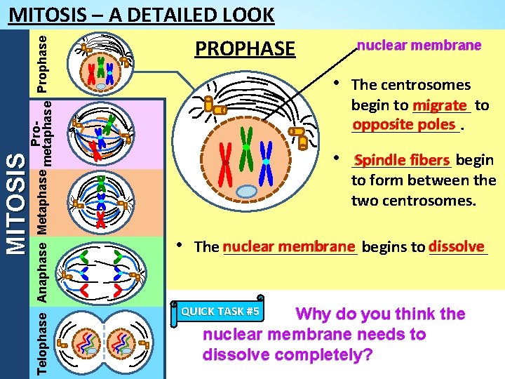 MITOSIS Pro. Telophase Anaphase Metaphase metaphase Prophase MITOSIS – A DETAILED LOOK PROPHASE nuclear