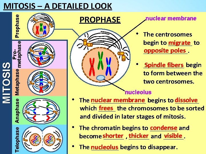 MITOSIS Pro. Telophase Anaphase Metaphase metaphase Prophase MITOSIS – A DETAILED LOOK PROPHASE nuclear