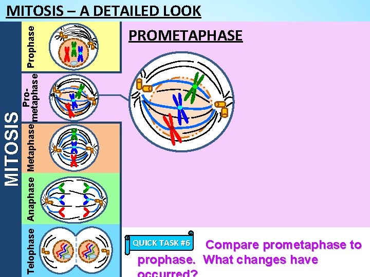 MITOSIS Pro. Telophase Anaphase Metaphase metaphase Prophase MITOSIS – A DETAILED LOOK PROMETAPHASE QUICK