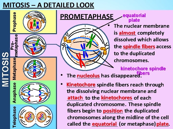 MITOSIS Pro. Telophase Anaphase Metaphase metaphase Prophase MITOSIS – A DETAILED LOOK PROMETAPHASE equatorial