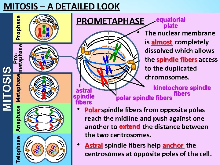 MITOSIS Pro. Telophase Anaphase Metaphase metaphase Prophase MITOSIS – A DETAILED LOOK PROMETAPHASE equatorial