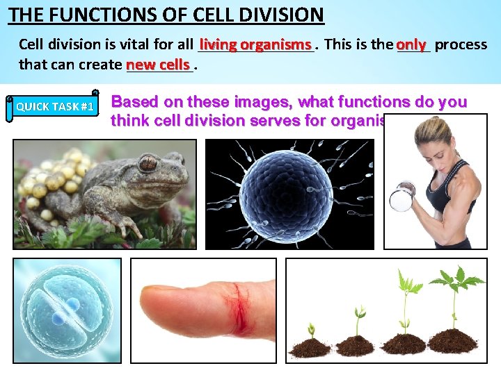 THE FUNCTIONS OF CELL DIVISION living organisms This is the only Cell division is