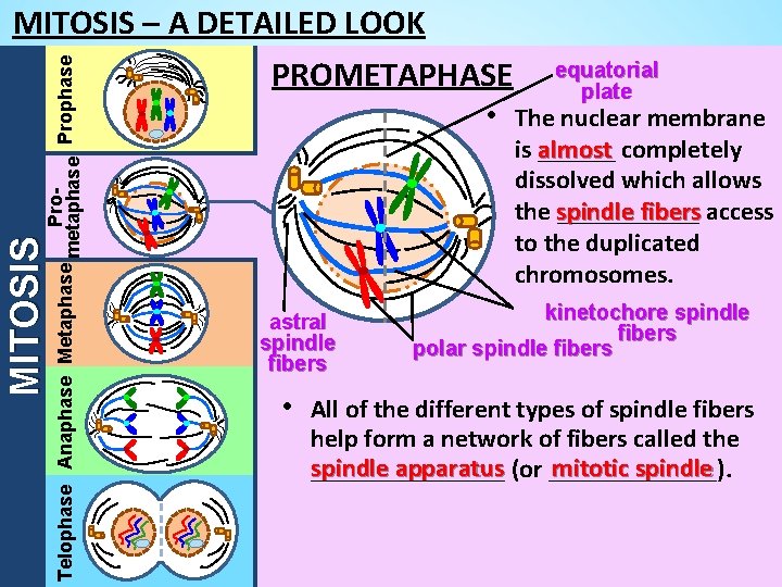 MITOSIS Pro. Telophase Anaphase Metaphase metaphase Prophase MITOSIS – A DETAILED LOOK PROMETAPHASE equatorial