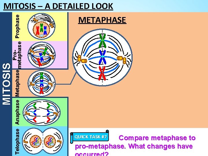 MITOSIS Pro. Telophase Anaphase Metaphase metaphase Prophase MITOSIS – A DETAILED LOOK METAPHASE QUICK