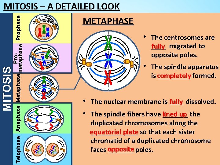 MITOSIS Pro. Telophase Anaphase Metaphase metaphase Prophase MITOSIS – A DETAILED LOOK METAPHASE •