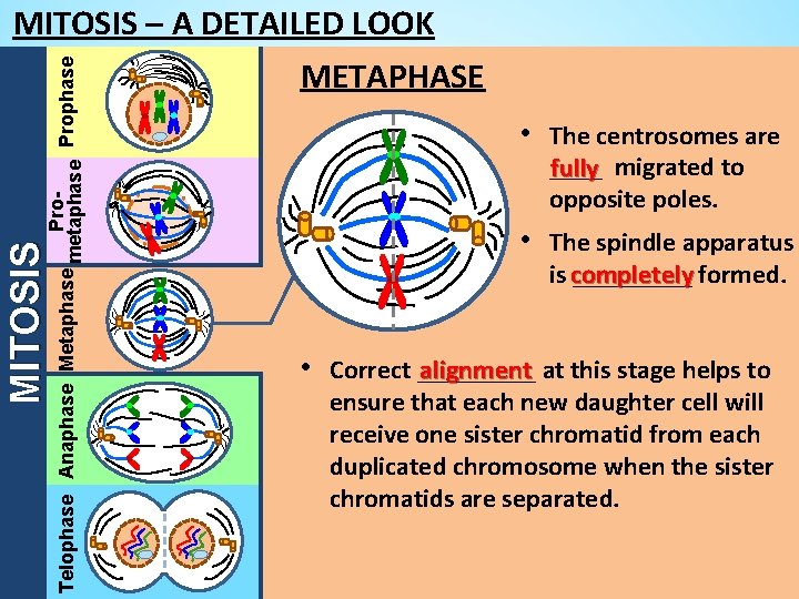 MITOSIS Pro. Telophase Anaphase Metaphase metaphase Prophase MITOSIS – A DETAILED LOOK METAPHASE •