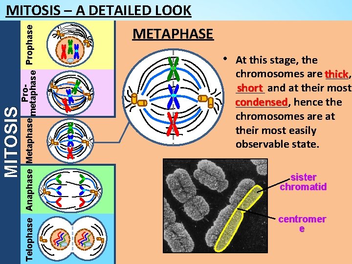 MITOSIS Pro. Telophase Anaphase Metaphase metaphase Prophase MITOSIS – A DETAILED LOOK METAPHASE •