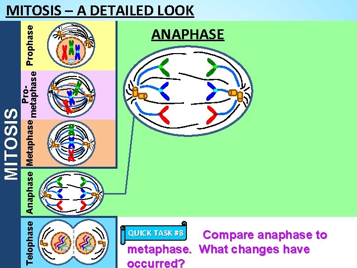 MITOSIS Pro. Telophase Anaphase Metaphase metaphase Prophase MITOSIS – A DETAILED LOOK ANAPHASE QUICK