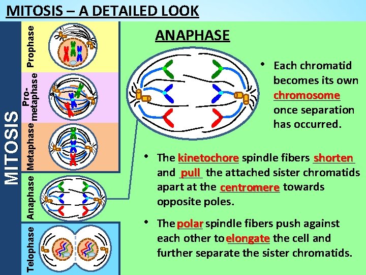 MITOSIS Pro. Telophase Anaphase Metaphase metaphase Prophase MITOSIS – A DETAILED LOOK ANAPHASE •