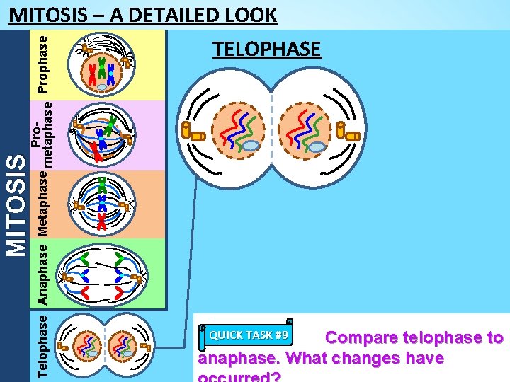 MITOSIS Pro. Telophase Anaphase Metaphase metaphase Prophase MITOSIS – A DETAILED LOOK TELOPHASE QUICK