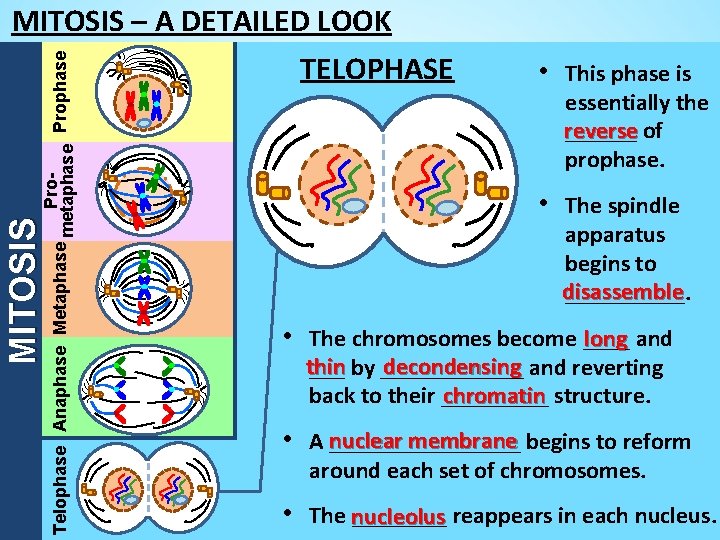 MITOSIS Pro. Telophase Anaphase Metaphase metaphase Prophase MITOSIS – A DETAILED LOOK TELOPHASE •