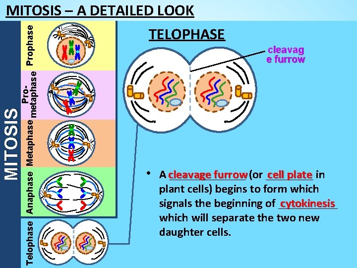 MITOSIS Pro. Telophase Anaphase Metaphase metaphase Prophase MITOSIS – A DETAILED LOOK TELOPHASE cleavag