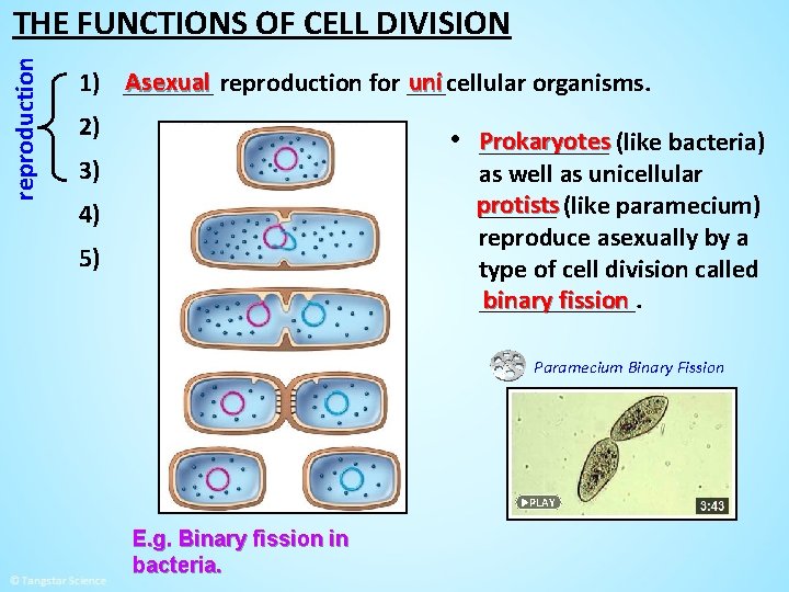 reproduction THE FUNCTIONS OF CELL DIVISION Asexual reproduction for ___cellular uni 1) _______ organisms.
